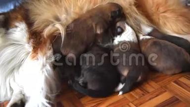 新生幼犬由母亲母乳喂养